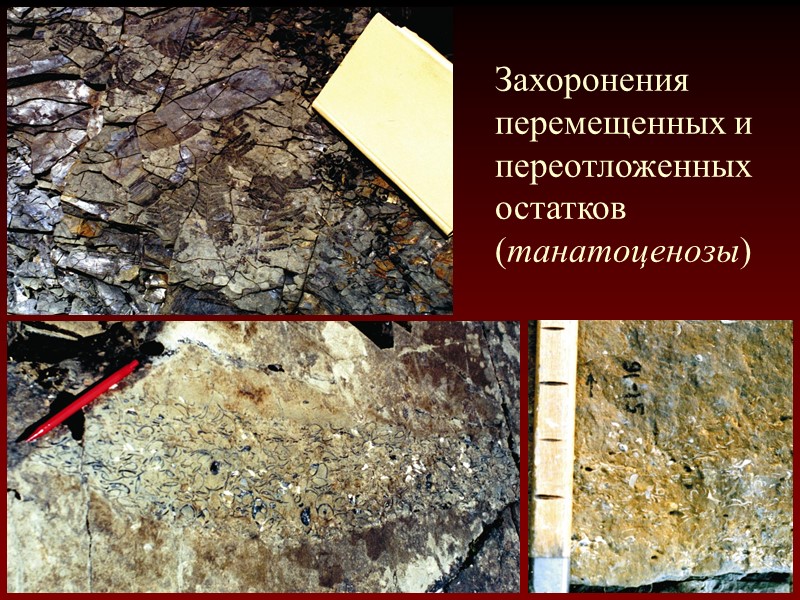 Захоронения перемещенных и переотложенных остатков (танатоценозы)